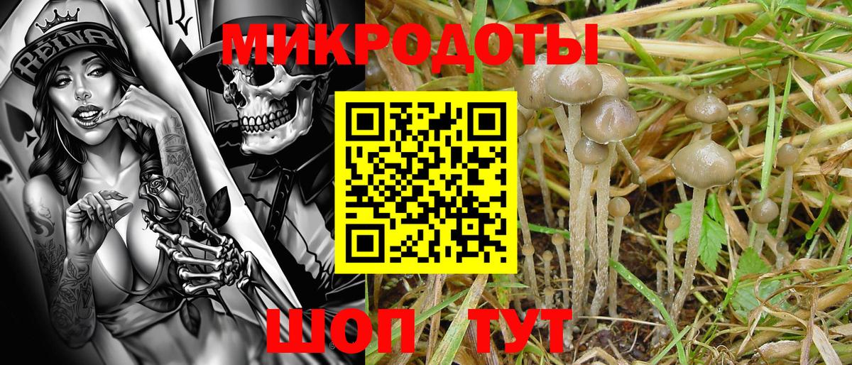 Галлюциногенные грибы Cubensis  Псилоцибиновые грибы GOLDEN TEACHER  Елизово  Вход с VPN 